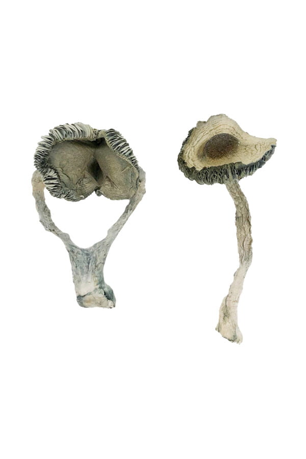 APEX Magic Mushrooms - Image 2