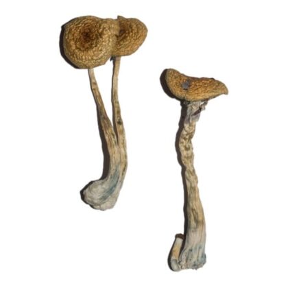 Penis Envy 6 (PE6) Magic Mushrooms