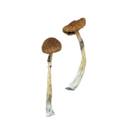 Puerto Rican Magic Mushrooms