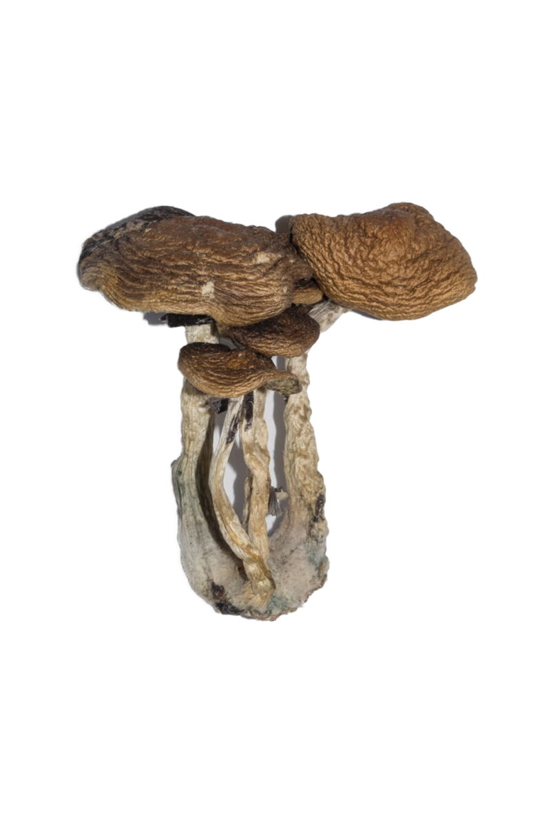 South American Magic Mushrooms - Image 2