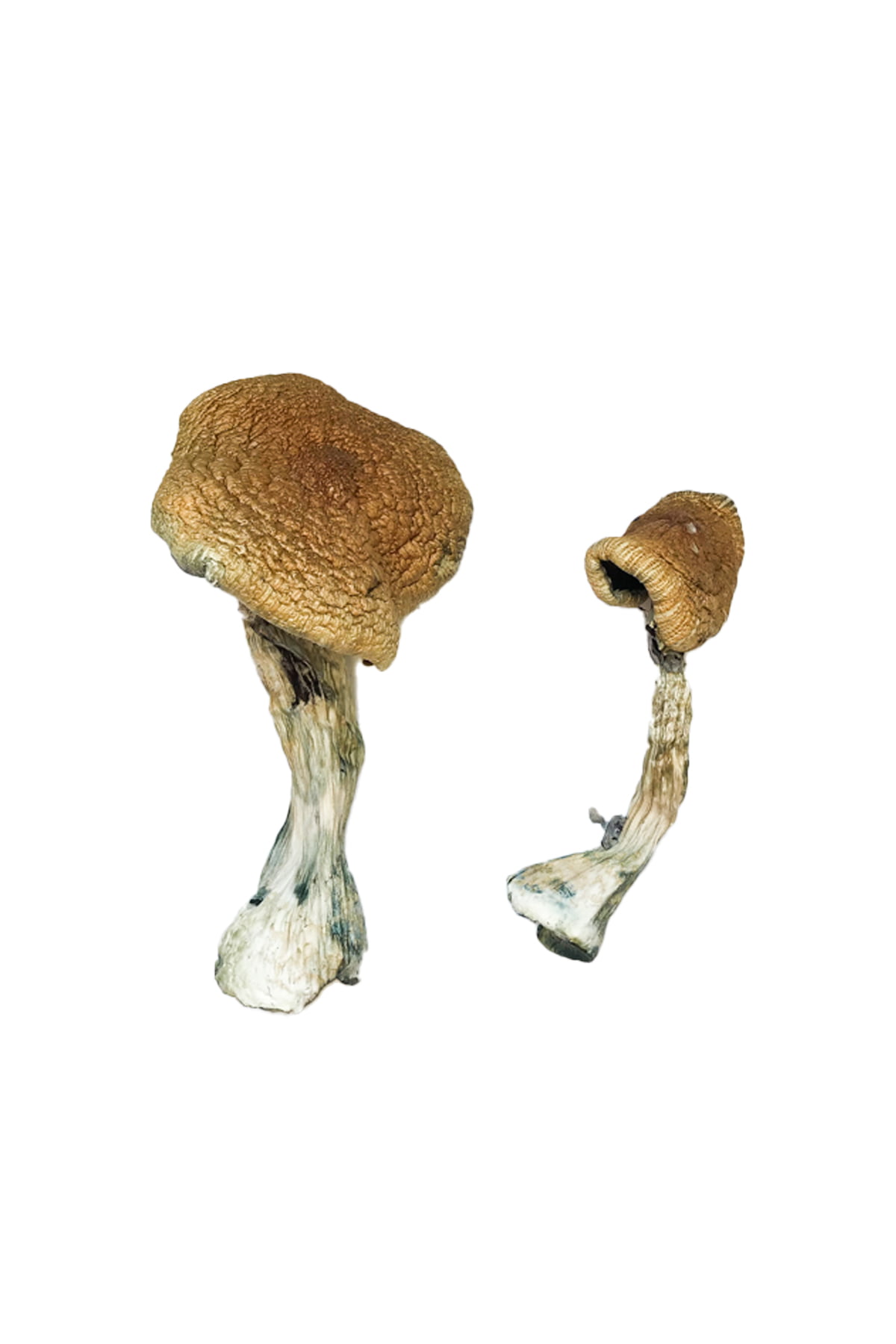 Texas Yellow Cap Magic Mushrooms - Image 2