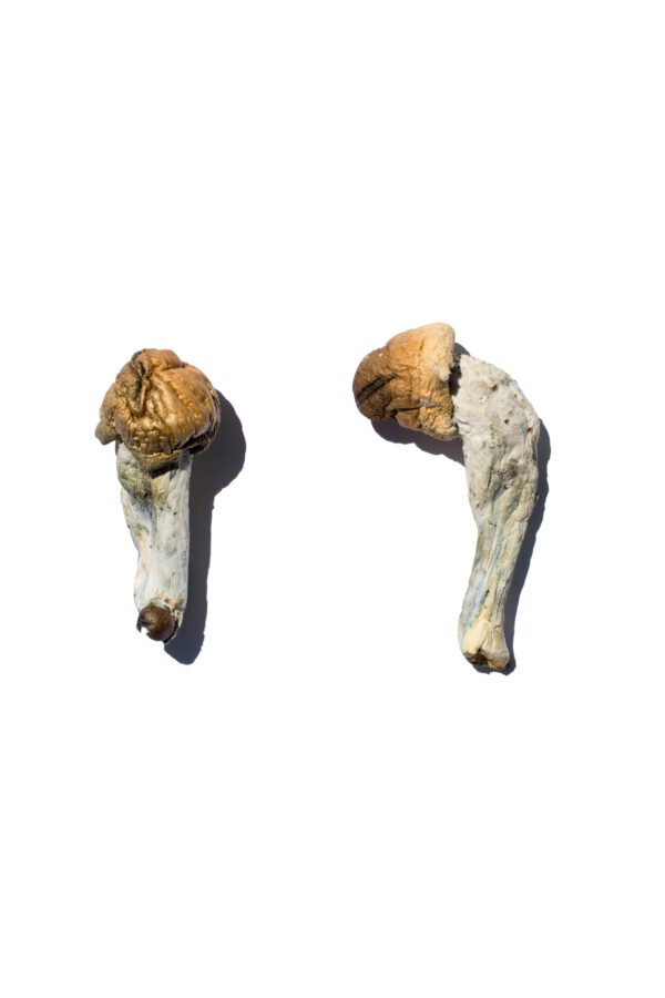 Trans Envy Magic Mushrooms - Image 2
