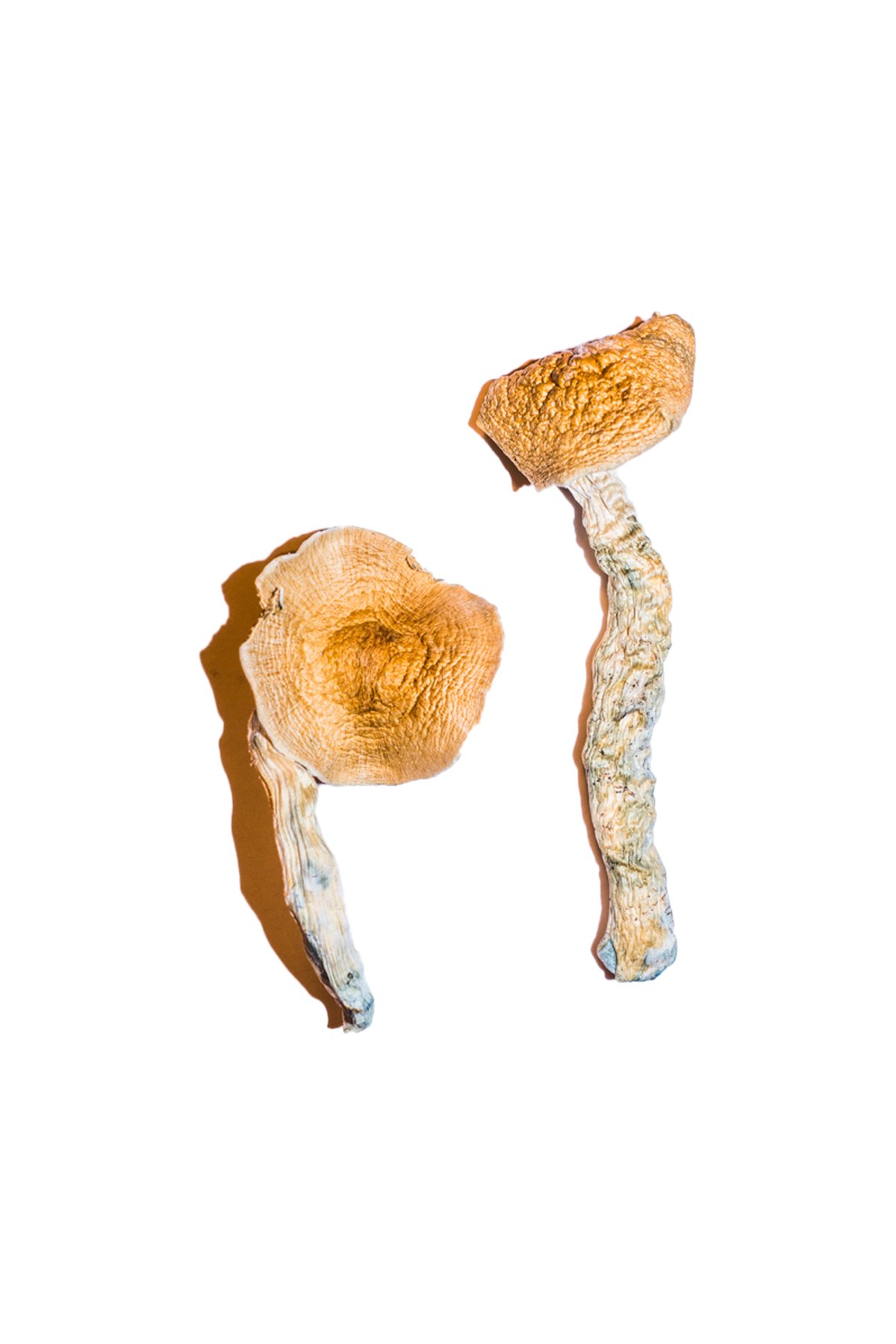 Transkei Magic Mushrooms - Image 2